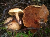 Suillus bovinus image