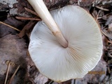 Limacella illinita image