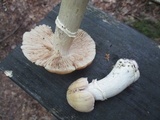 Cortinarius caperatus image