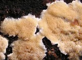 Junghuhnia nitida image