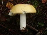 Russula claroflava image