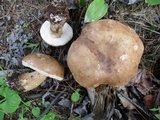 Tylopilus felleus image