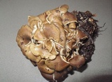 Hohenbuehelia petaloides image