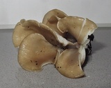 Hohenbuehelia petaloides image
