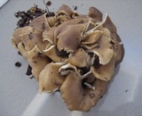 Hohenbuehelia petaloides image