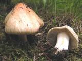 Inocybe erubescens image