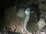 Leucocoprinus cepistipes image