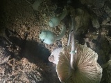 Leucocoprinus cepistipes image