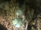 Leucocoprinus cepistipes image