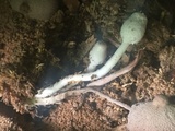Leucocoprinus cepistipes image