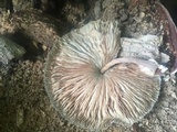 Leucocoprinus cepistipes image