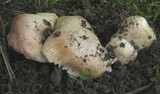 Inocybe erubescens image