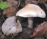 Inocybe erubescens image