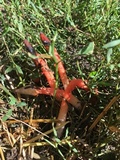 Phallus rubicundus image