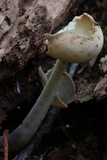 Helvella macropus image