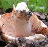 Inocybe erubescens image