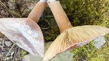 Lactarius volemus image