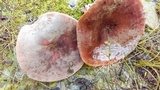 Lactarius volemus image