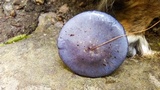 Cortinarius iodes image