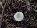 Amanita farinosa image