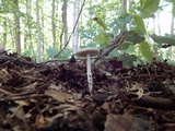 Amanita farinosa image