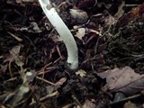 Amanita farinosa image