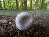 Amanita farinosa image
