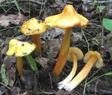 Hygrocybe konradii image