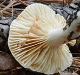Lactarius marylandicus image