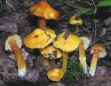 Hygrocybe konradii image