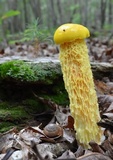 Heimioporus betula image