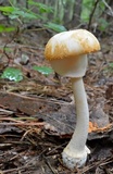 Amanita roseitincta image