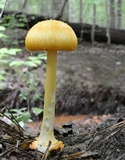 Amanita roseitincta image