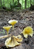 Chrysomphalina strombodes image