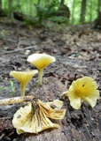 Chrysomphalina strombodes image