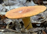 Lactarius volemus image