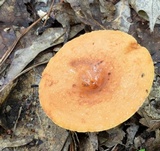Lactarius volemus image