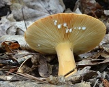 Lactarius volemus image