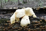 Pleurotus dryinus image