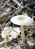 Amanita farinosa image