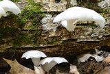 Pleurotus pulmonarius image
