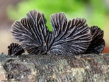 Resupinatus applicatus image