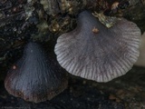Resupinatus applicatus image