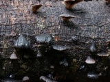 Resupinatus applicatus image