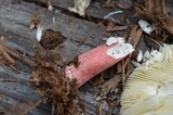 Russula pulchra image