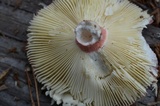 Russula pulchra image