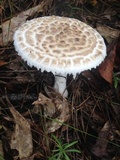 Amanita hesleri image