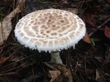 Amanita hesleri image