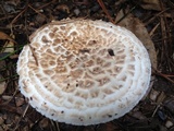 Amanita hesleri image