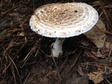 Amanita hesleri image
